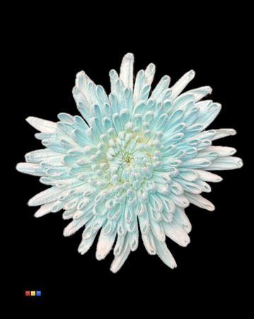 Chrysanthemum geplozen kas kleurbehandeld H%