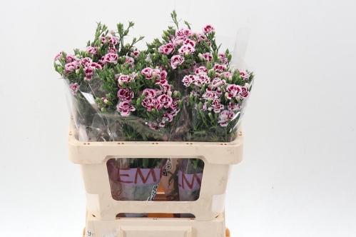 Dianthus Raffine Saba