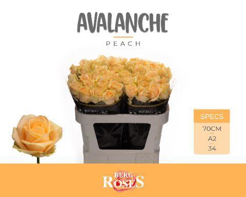 Rosa grootbloemig Avalanche Peach+