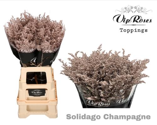 Solidago kleurbehandeld H%
