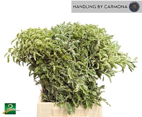 Pittosporum tenuifolium 'Silver Queen' per bos