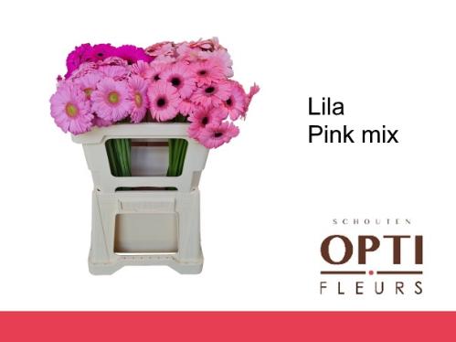 Gerbera mini Sensation Mix Lila Rose gemengd in fust