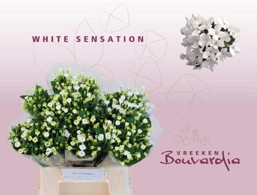 Bouvardia enkelbloemig White Sensation