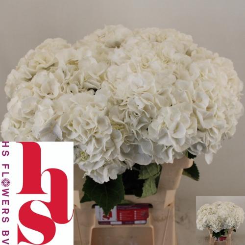 Hydrangea macrophylla Royal Princess