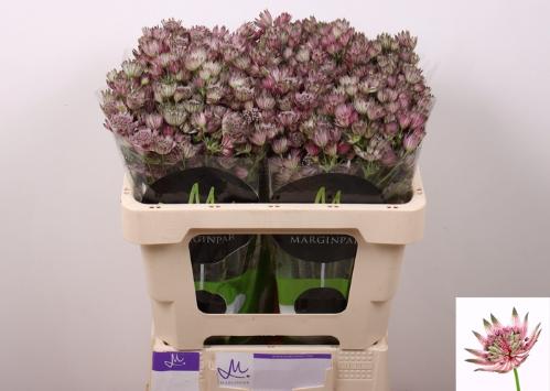 Astrantia major 'Star of Africa'