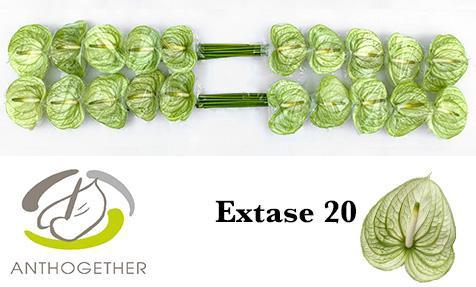 Anthurium (Andreanum Grp) Extase