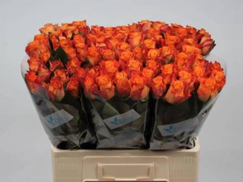 Rosa grootbloemig Mariyo!