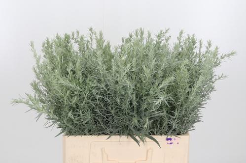 Artemisia ludoviciana 'Silver Queen'