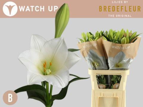 Lilium longiflorum 'Watch Up'