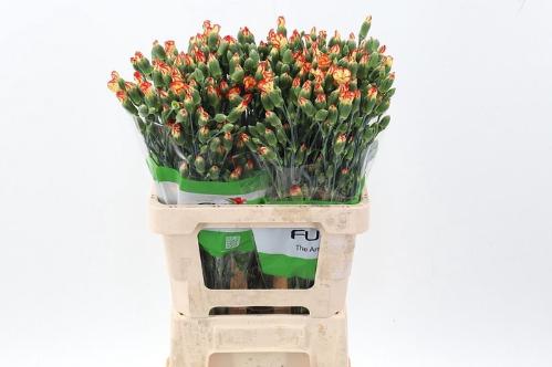 Dianthus tros overig