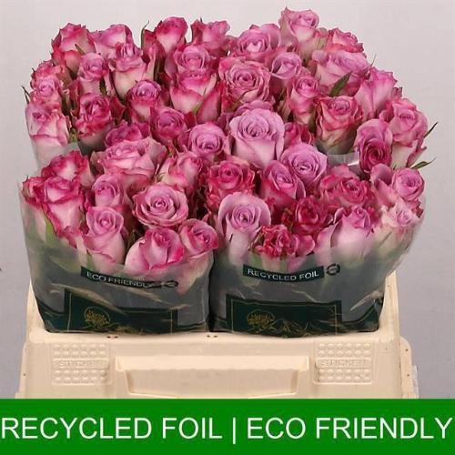 Rosa grootbloemig Thriller