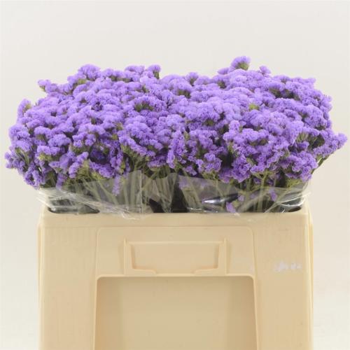 Limonium sinuatum Happy Wings