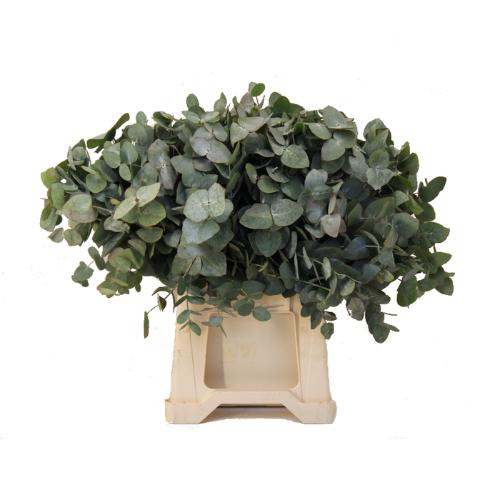 Eucalyptus per bos cinerea