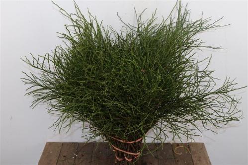 Vaccinium sp. Huckleberry