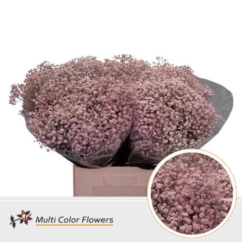 Gypsophila overig kleurbehandeld H%