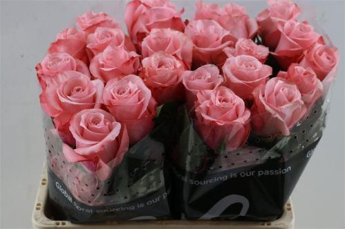 Rosa grootbloemig overig