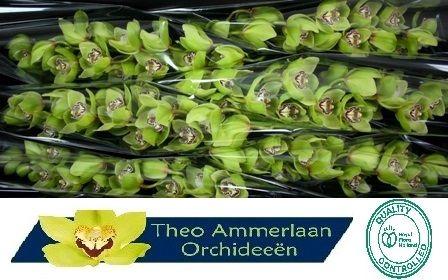 Cymbidium grootbloemig per tak 'Mrs.Robin Hood'