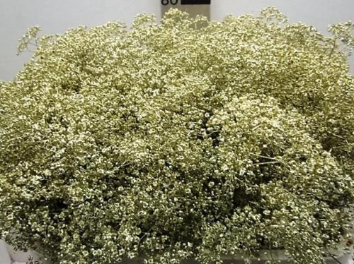 Gypsophila overig kleurbehandeld H%