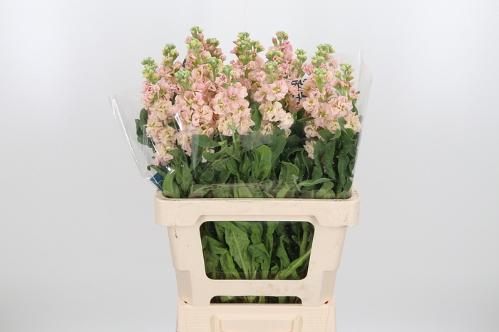 Matthiola incana 'Iron Apricot'