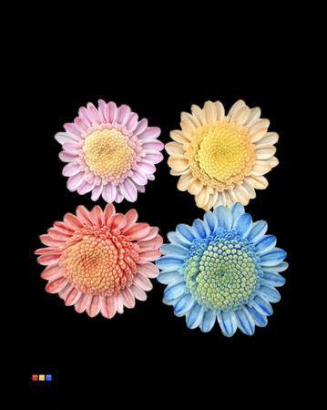 Chrysanthemum Indicum Grp tros kas kleurbehandeld H%
