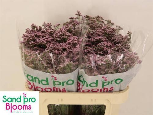 Limonium Safora Oshi Pink