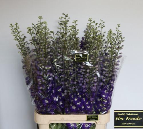 Delphinium Elatum Grp dubbelbloemig 'Elm Freude'