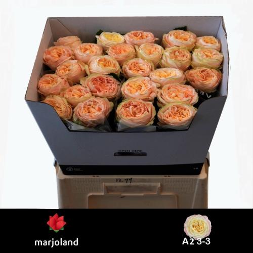 Rosa grootbloemig Priscilla!