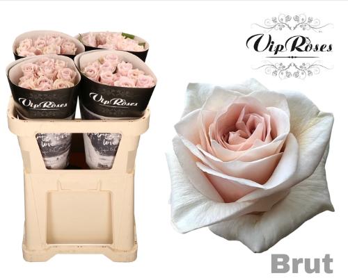 Rosa grootbloemig Brut!