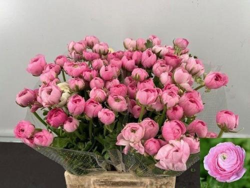 Ranunculus asiaticus 'Amandine Pink'