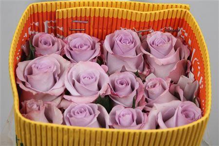 Rosa grootbloemig Ocean Song