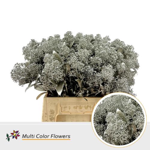 Skimmia per bos overig kleurbehandeld H%