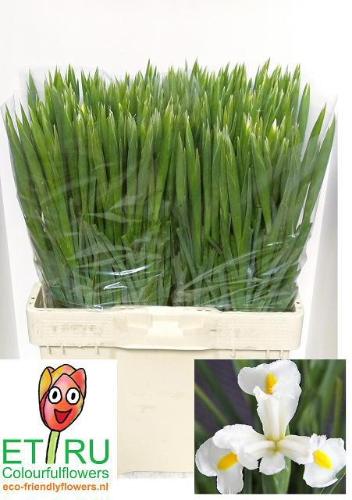Iris (Hollandse Iris Grp) 'White Magic'