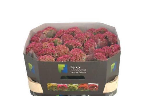 Celosia argentea (Cristata Grp) 'Reprise Rose'