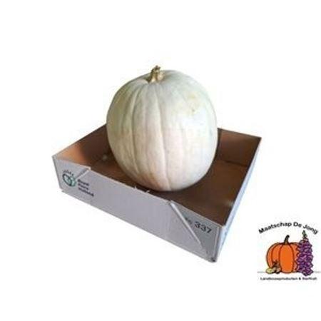 Siervruchten per stuk Cucurbita pepo 'Baby Boo'