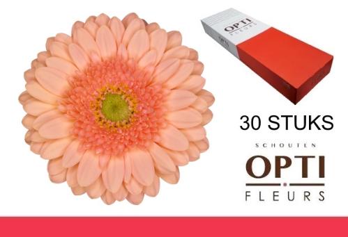 Gerbera mini Ice Cream