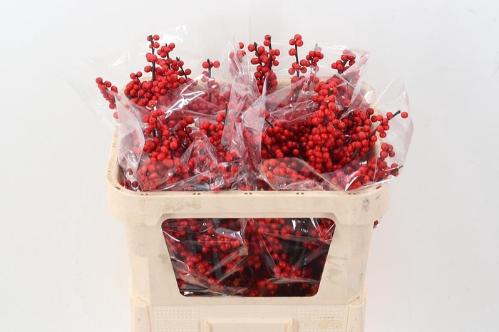 Ilex verticillata 'Oosterwijk'