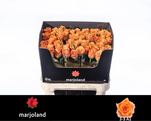 Rosa grootbloemig Novi!