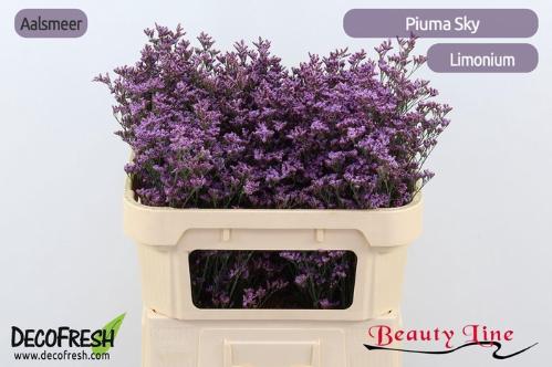 Limonium Safora Pink Sky