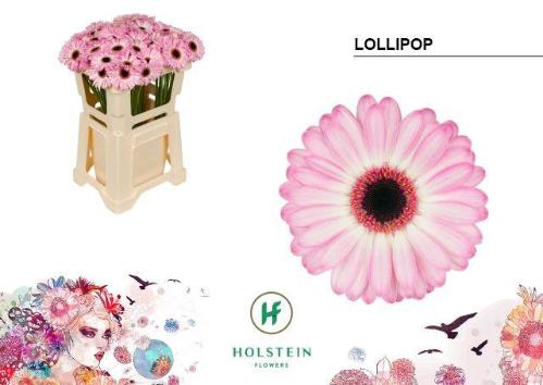 Gerbera mini 'Lollipop'