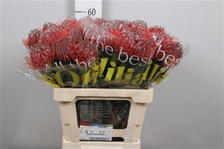 Leucospermum 'Scarlet Ribbon'