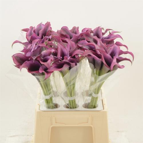Zantedeschia 'Dior'