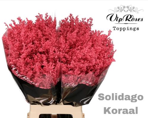 Solidago kleurbehandeld H%