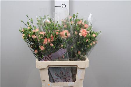 Dianthus tros Salada