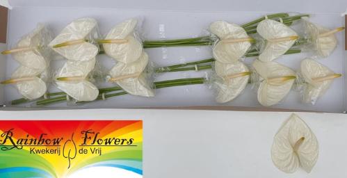 Anthurium Andreanum Grp Moments