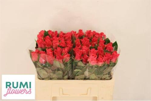 Rosa grootbloemig Pink Tacazzi+