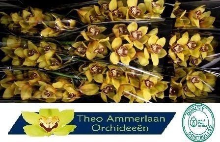 Cymbidium grootbloemig per tak 'La Vie Stella'