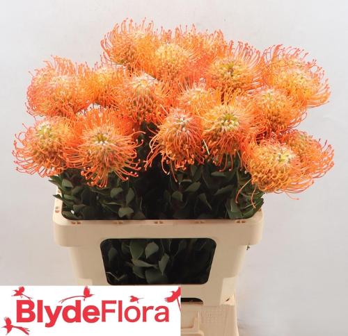 Leucospermum 'Queen Juliana'