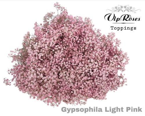 Gypsophila overig kleurbehandeld H%