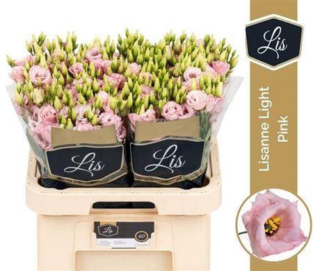 Eustoma russellianum gevuldbloemig Lisanne Light Pink