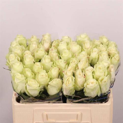 Rosa grootbloemig Athena